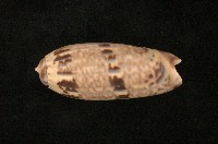 藏品(蠟燭榧螺)的圖片